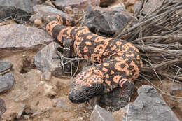 Image of Heloderma Wiegmann 1829