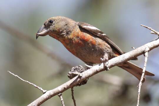 Image of Hispaniolan Crossbill