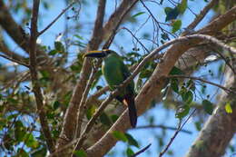 Image of <i>Aulacorhynchus prasinus wagleri</i>