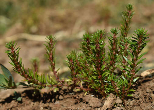 Sivun Rotala diandra (F. Müll.) F. Müll. kuva