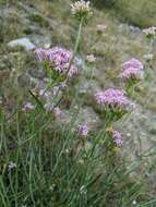 Image of Centranthus angustifolius (Miller) DC.