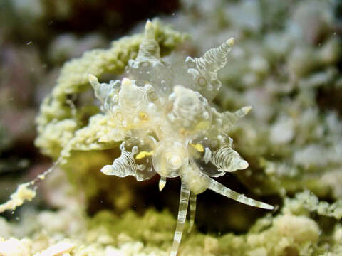 Image of Eubranchus ocellatus (Alder & Hancock 1864)