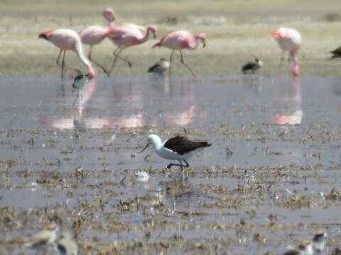 Image of Andean Avocet