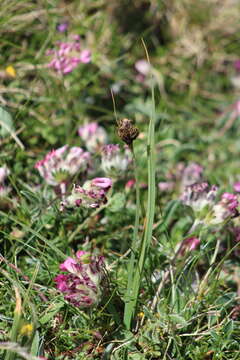 Image of Carex parviflora Host