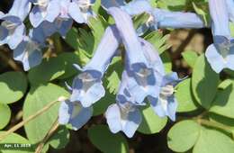 Image of Corydalis caudata (Lam.) Pers.