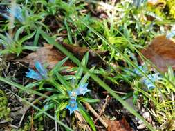 Image de Gentiana davidii Franch.