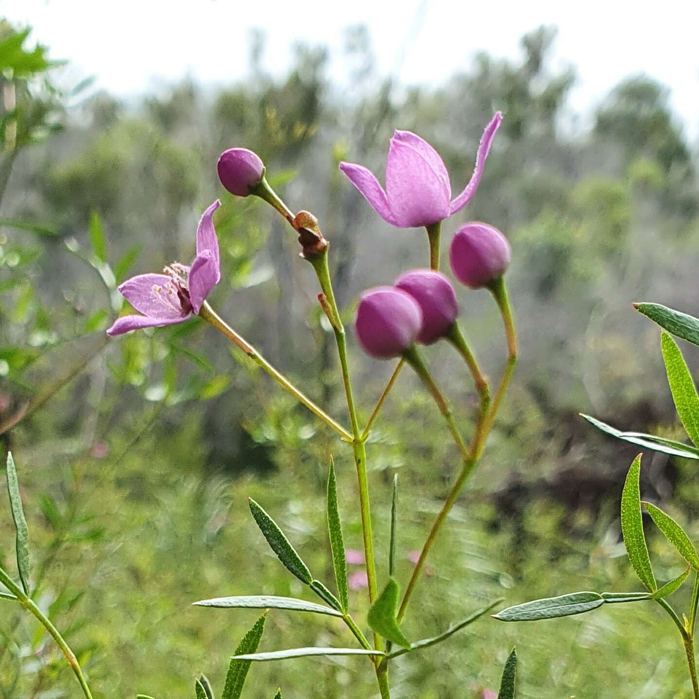 Image of Boronia rivularis C. T. White