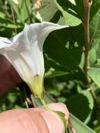 Image of Hedge False Bindweed