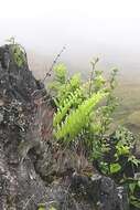 Image of basket fern