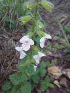 Imagem de Stachys natalensis Hochst.