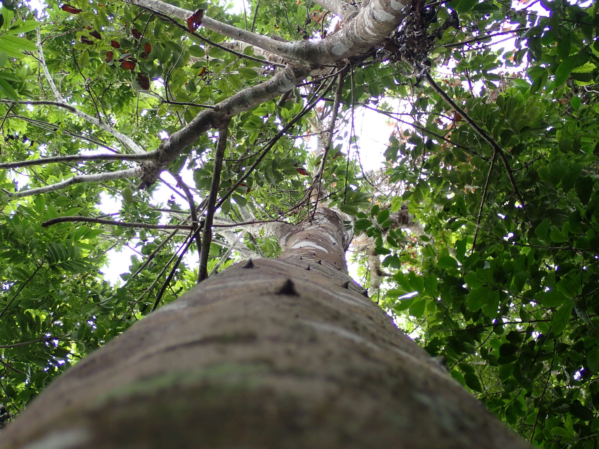 Sivun Zanthoxylum martinicense (Lam.) DC. kuva