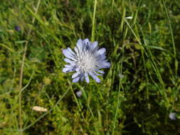 صورة Knautia integrifolia (L.) Bertol.