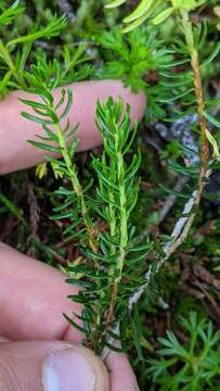 Image of Exobasidium phyllodoces (Savile) Savile 1976