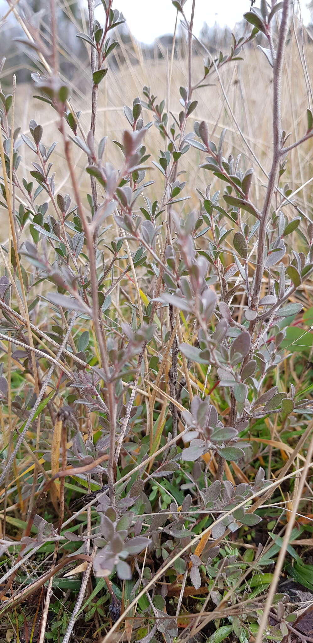 Sivun Leptospermum myrtifolium Sieber ex DC. kuva