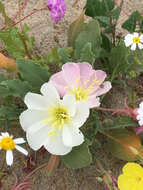 Imagem de Oenothera deltoides Torr. & Frem.