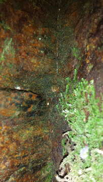 Image of ovate tetrodontium moss