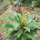 Agrostistachys borneensis Becc. resmi