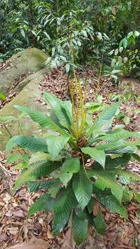 Image of Agrostistachys borneensis Becc.