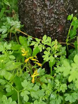 Image of Corydalis raddeana Regel