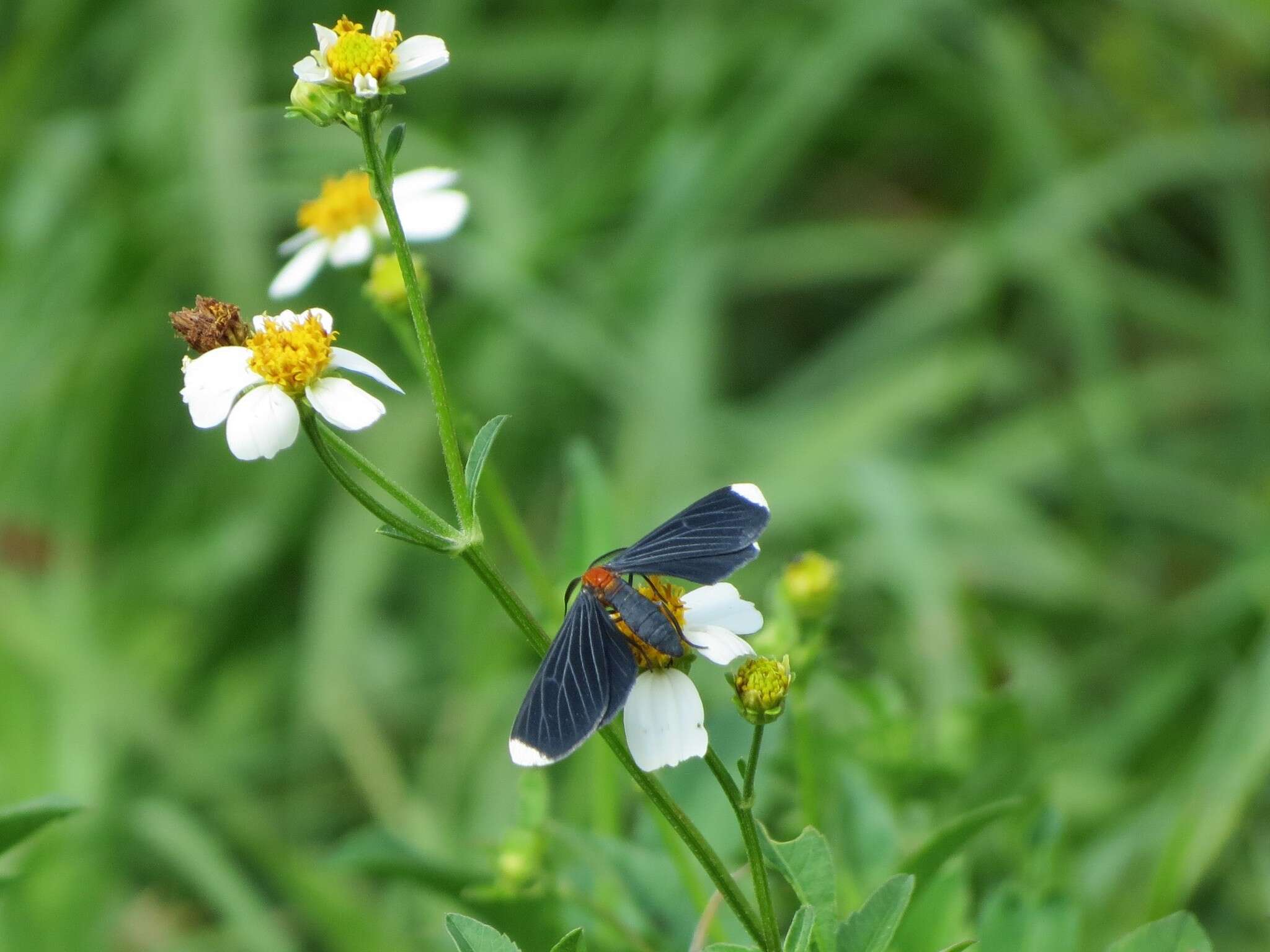 Image of White-tipped Black