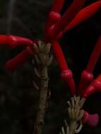 Image of Erythrina gibbosa Cufod.