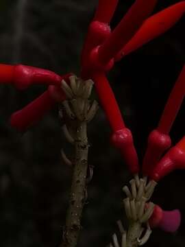 صورة Erythrina gibbosa Cufod.