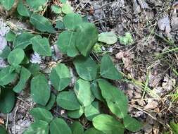 Sivun Desmodium humifusum (Muhl.) Beck kuva