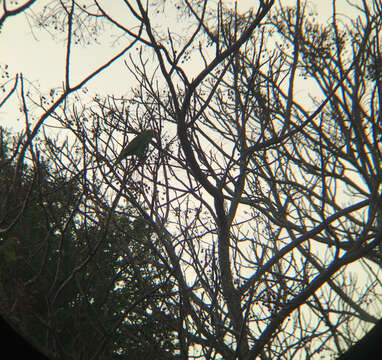 Image of Green-cheeked Amazon