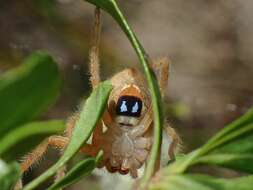 Image of Neosparassus diana (L. Koch 1875)