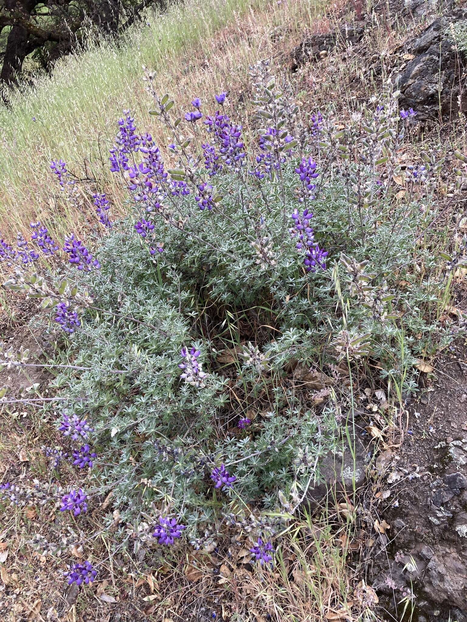 Image of silver lupine