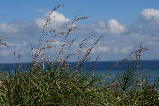 Image of Cymbopogon tortilis (J. Presl) A. Camus