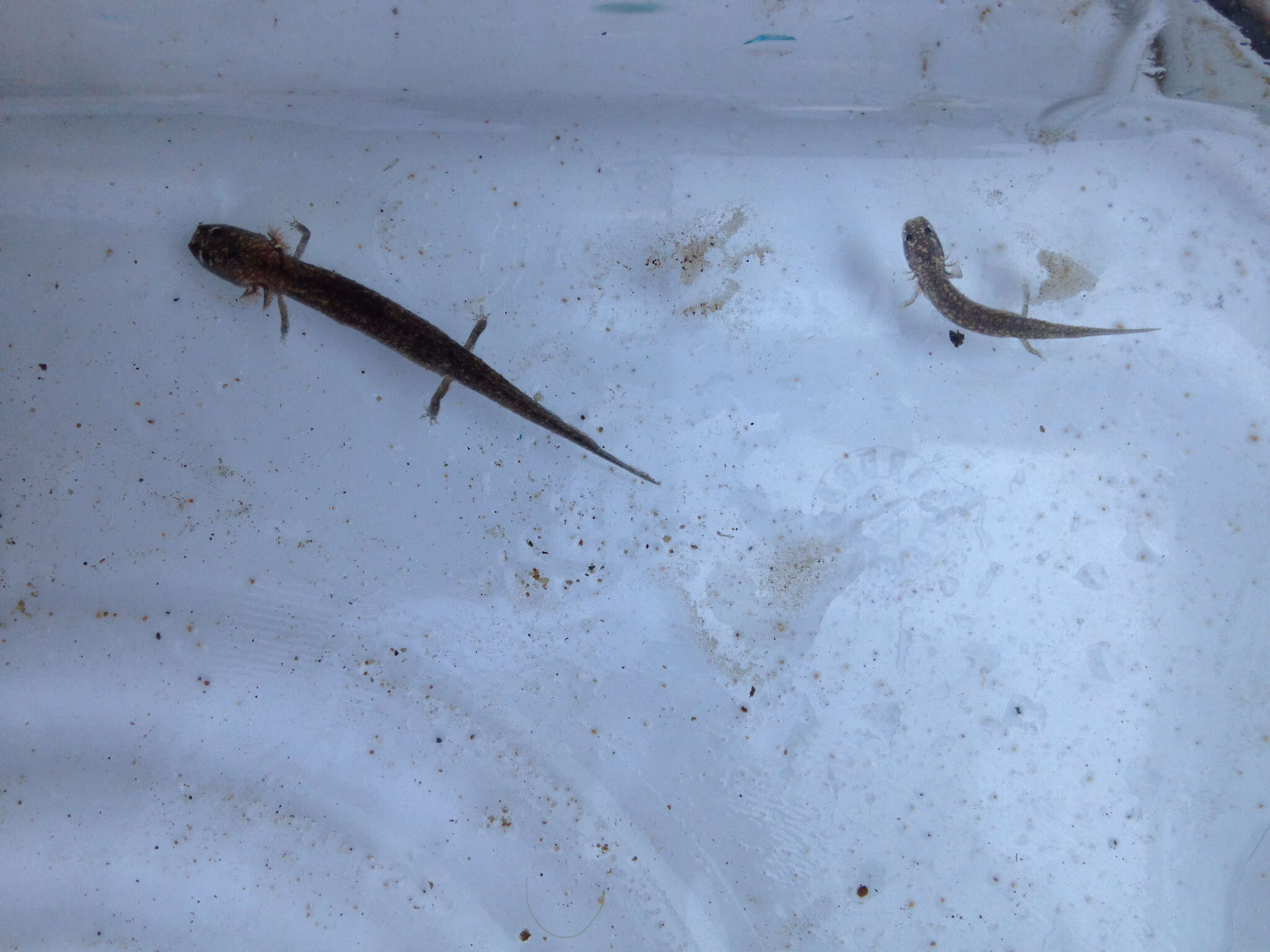 Image of Barton Springs Salamander