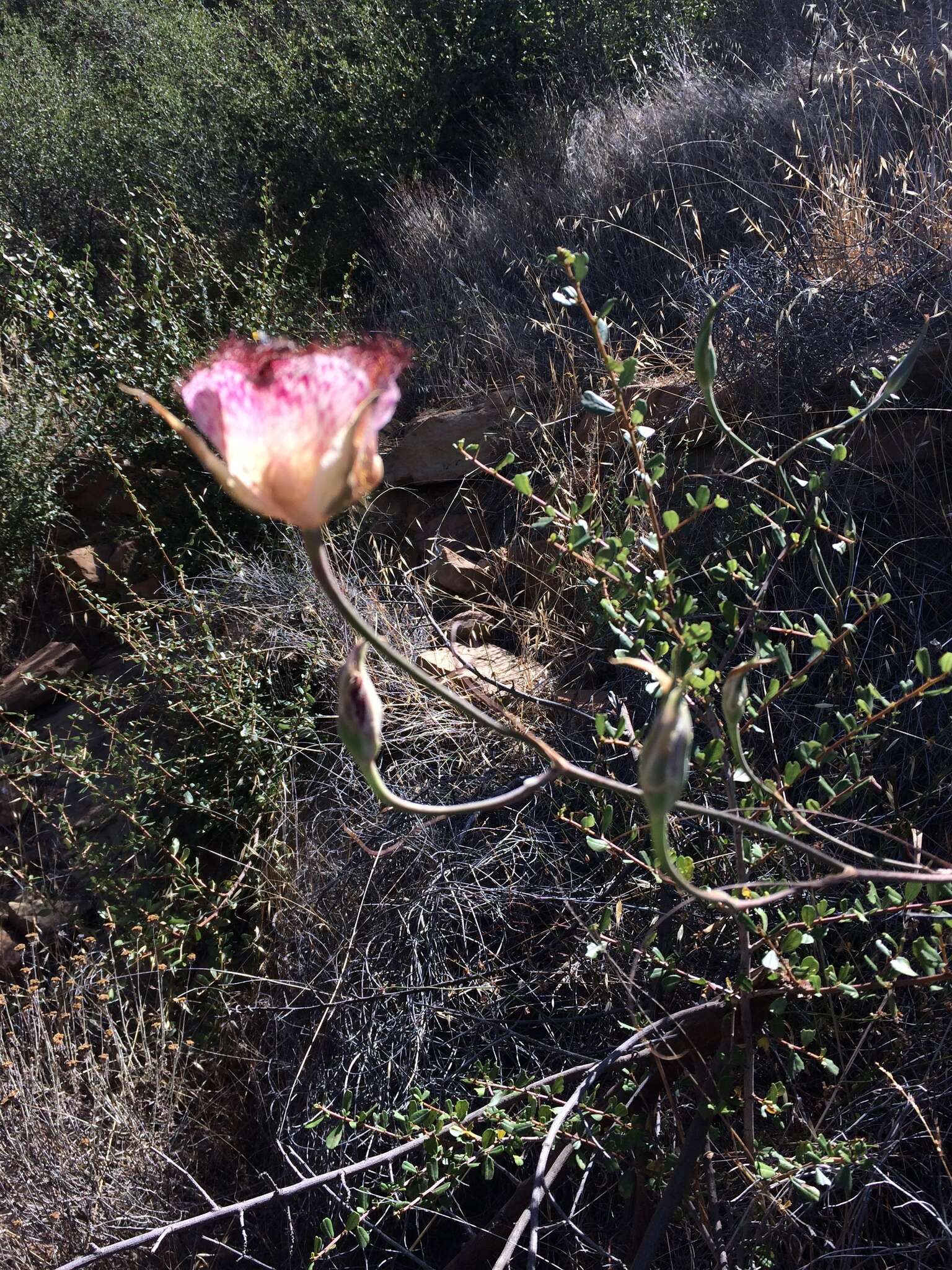 Calochortus fimbriatus H. P. McDonald resmi