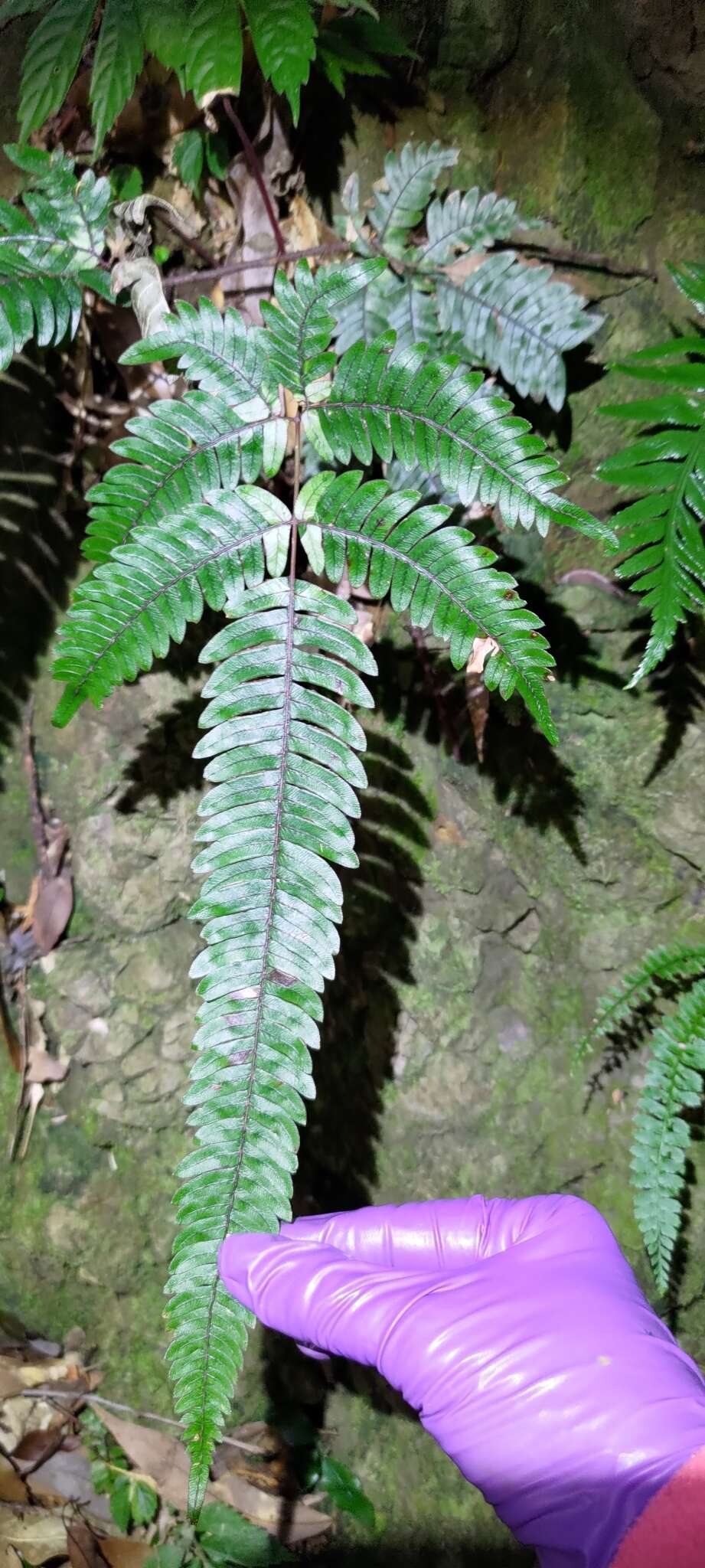 Imagem de Pteris aspericaulis Wall. ex Ag.