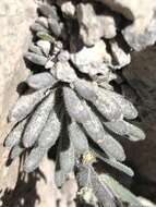 Image of Mt. Lassen draba