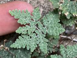 Image of California cloak fern