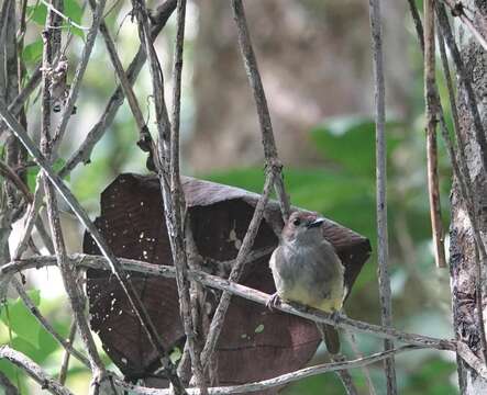 Image of Sulphur-bellied Whistler