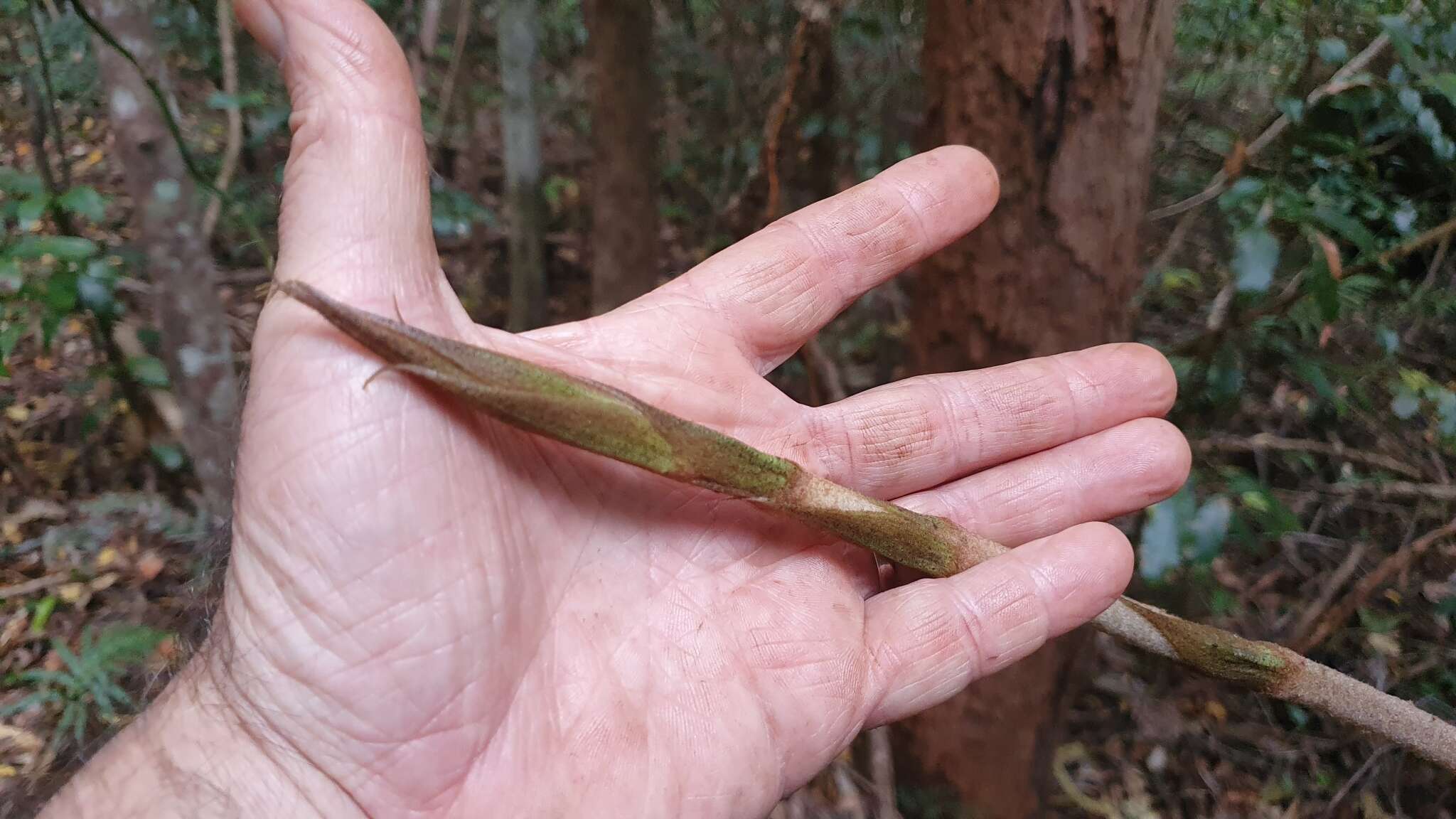 Sivun Ripogonum elseyanum F. Muell. kuva