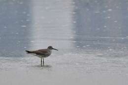 Image of Gray-tailed Tattler