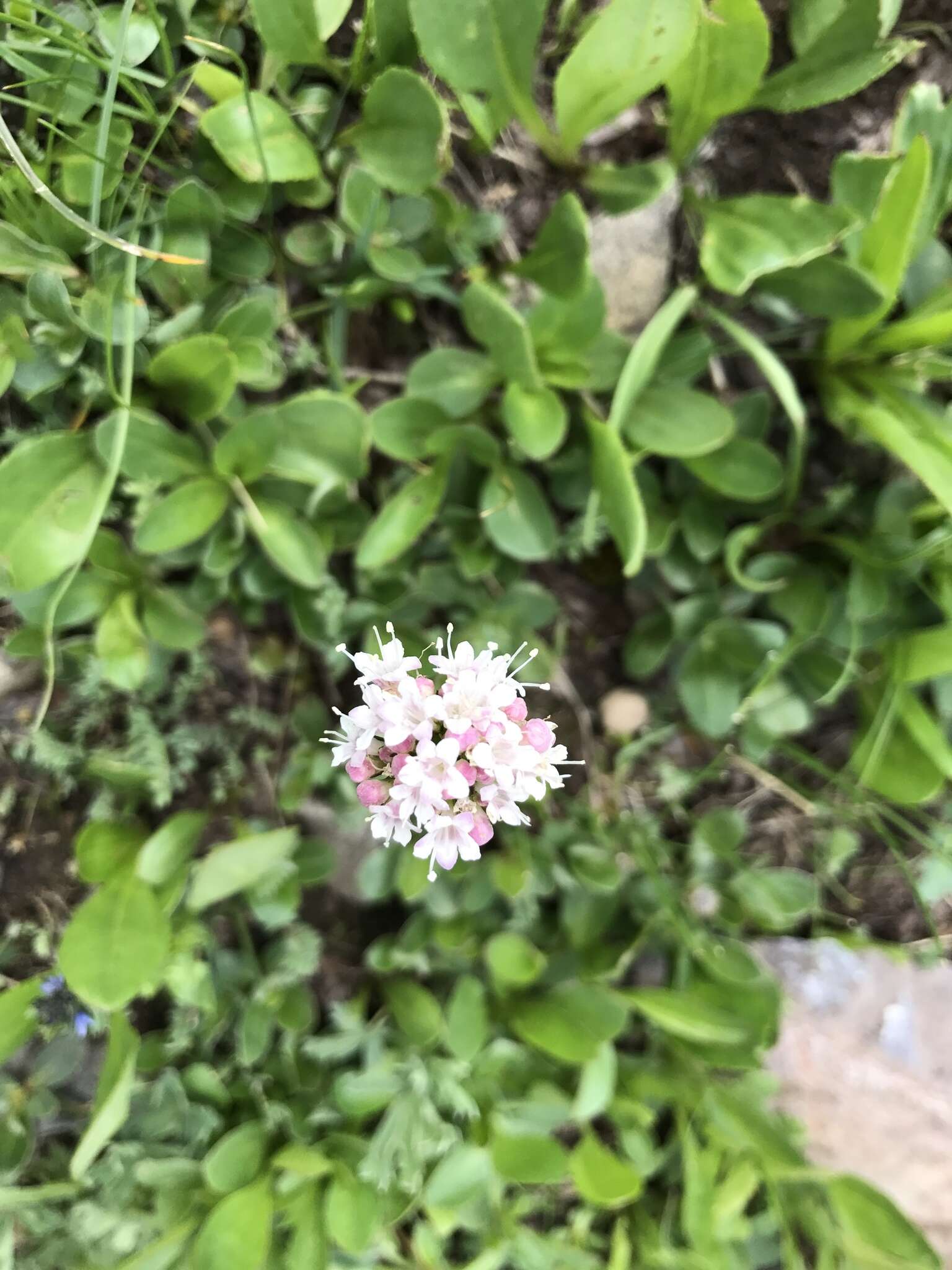 Image of Cordilleran Valerian