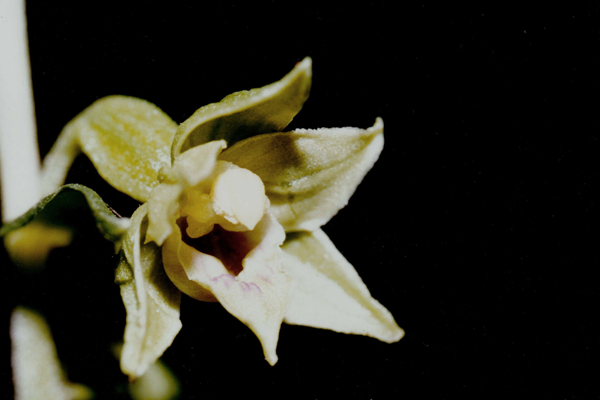 Image of Epipactis leptochila subsp. leptochila