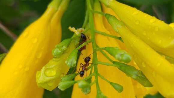 Image of Florida Carpenter Ant