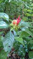 Image of Aphelandra wendtii T. F. Daniel