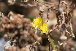 Image of leafy desertdandelion