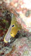 Image of Bird-eye Conger