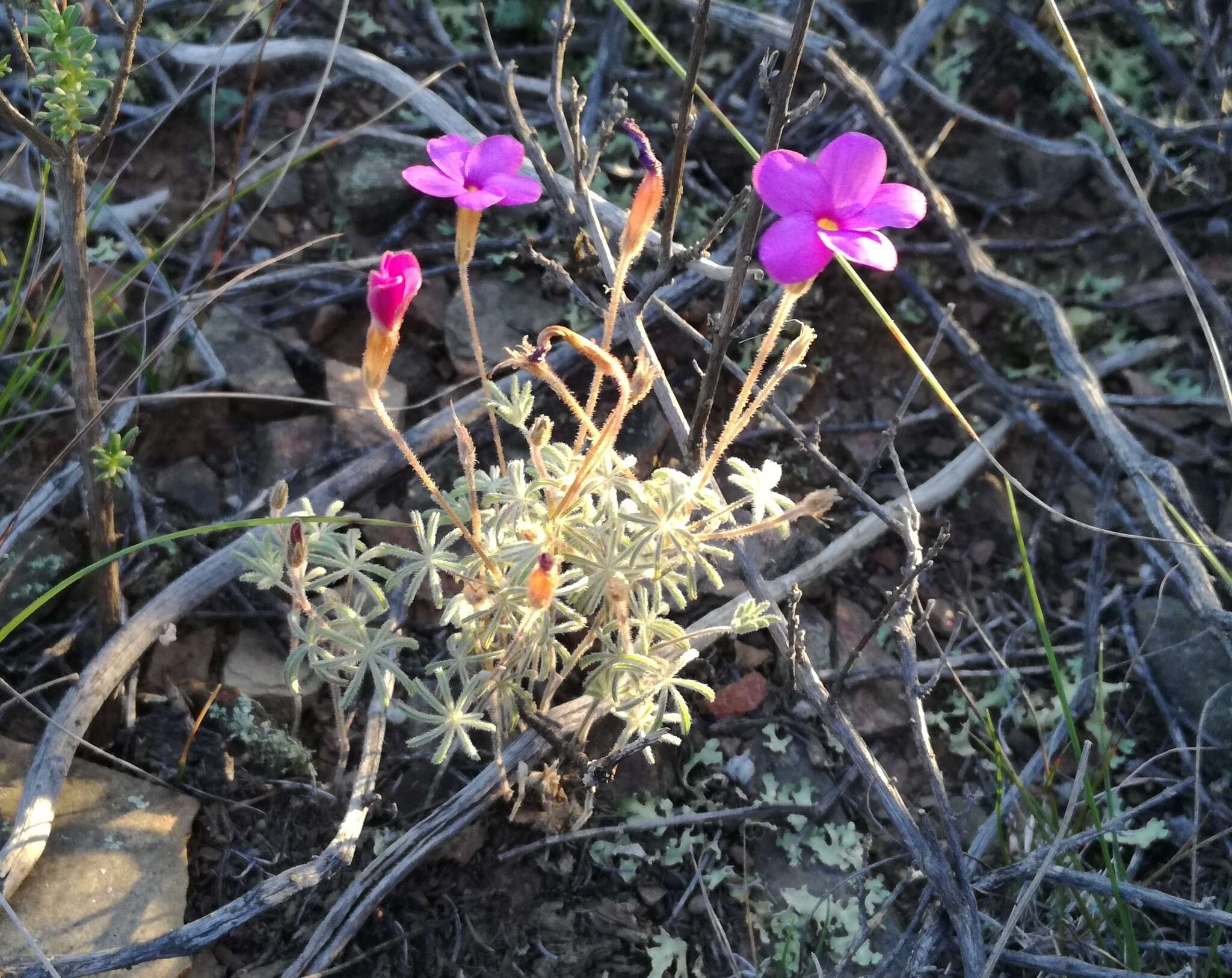 Sivun Oxalis engleriana Schlechter kuva