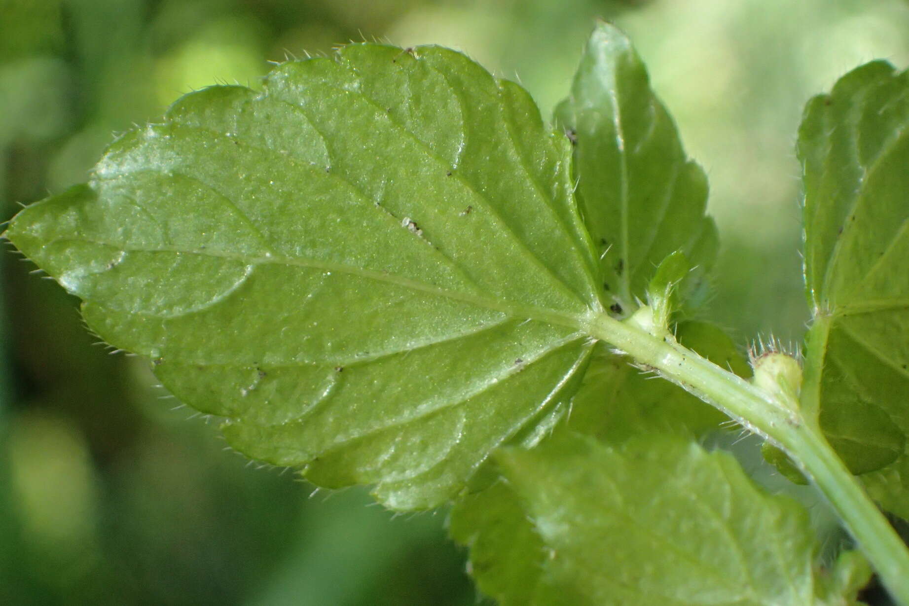 Image of Leidesia procumbens (L.) Prain