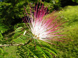 Image of Surinamese stickpea