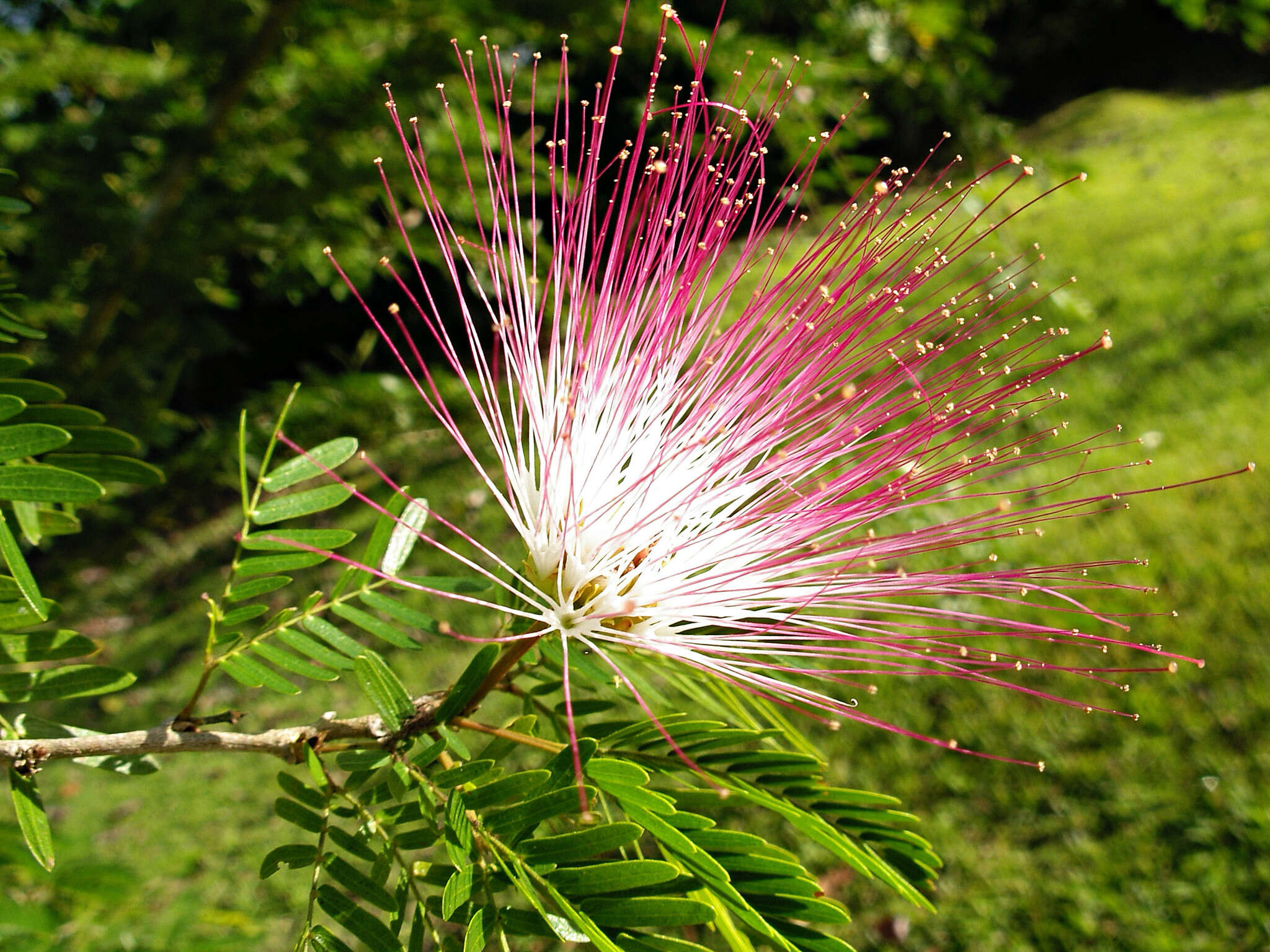 Plancia ëd Calliandra surinamensis Benth.