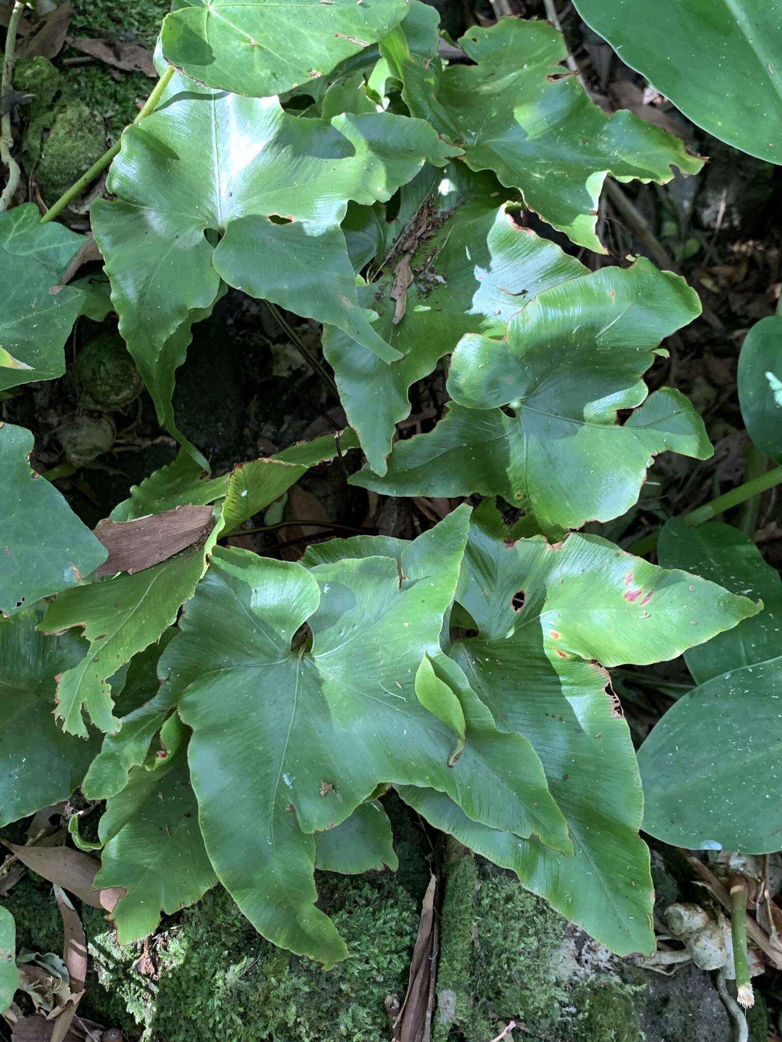 Plancia ëd Asplenium hemionitis L.